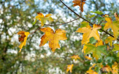 Semaine de l’Arbre 2026 : plantons pour les passereaux !