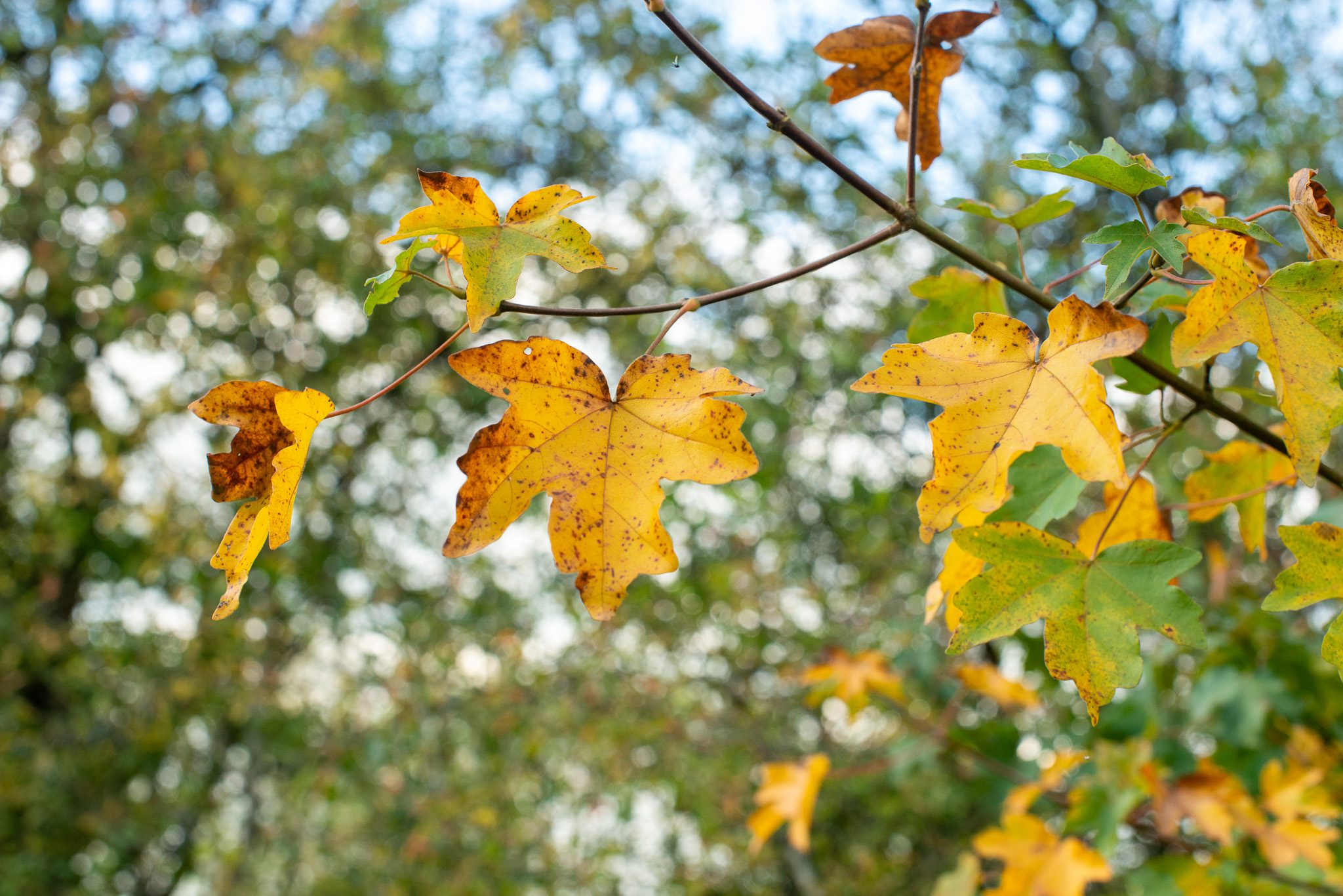 Erable champetre en automne