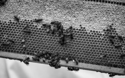 Conférence apicole – Histoire de l’apiculture