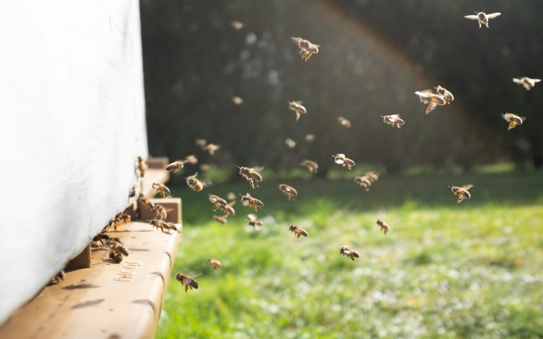 Ouverture des inscriptions – Cours d’apiculture 2026-2027
