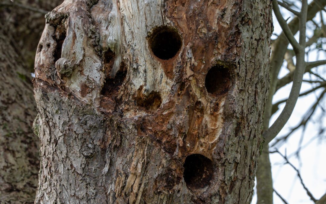Le Parc naturel accompagne les propriétaires de terrains Natura 2000