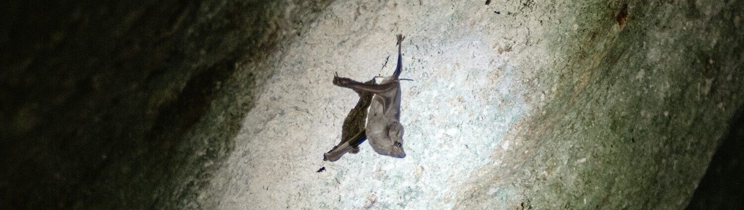 A bat hangs from a rock wall in darkness.