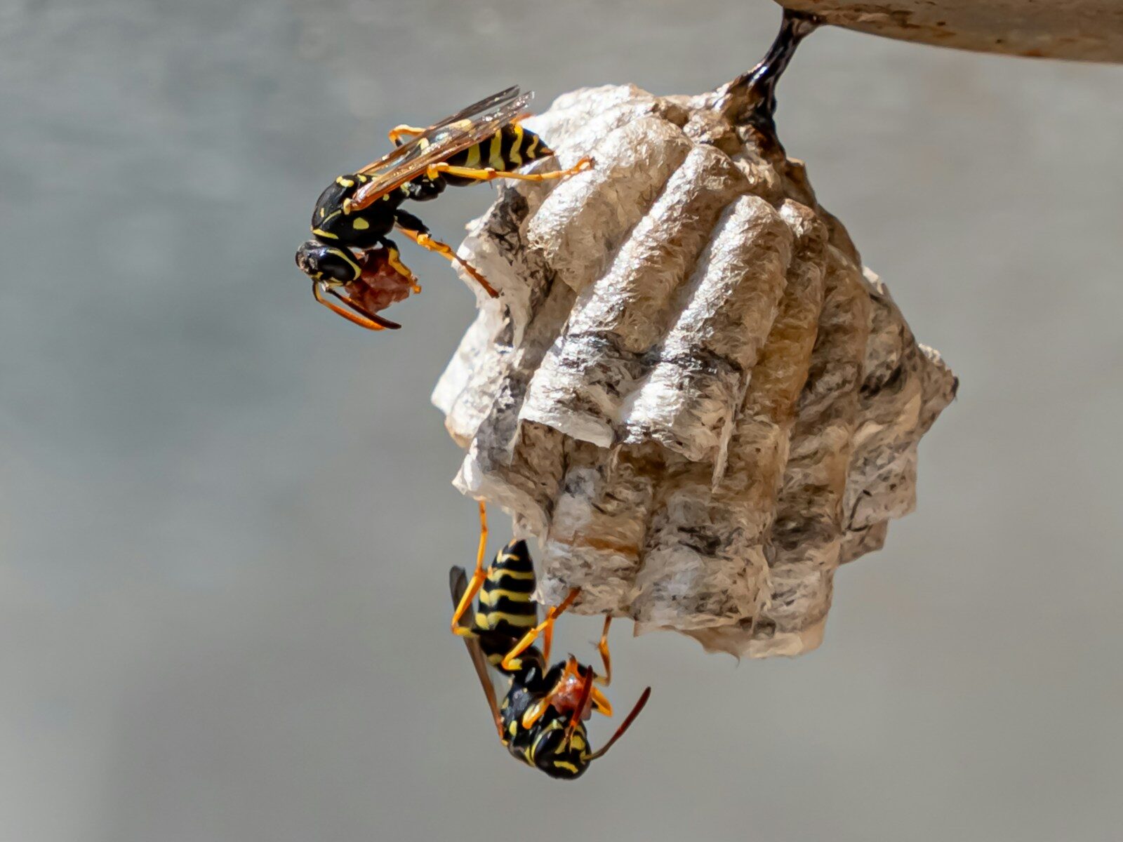A couple of yellow and black bees on a rock