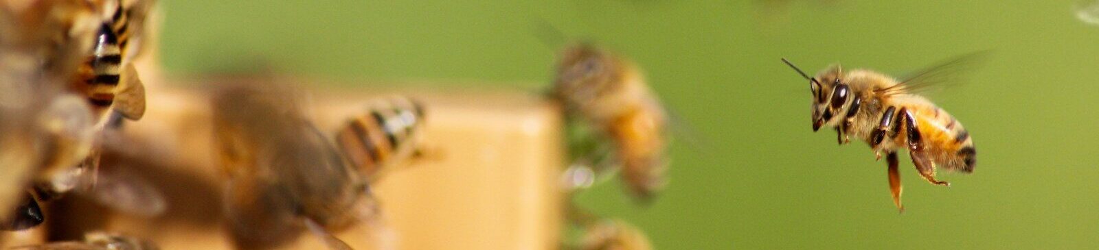 group of bee