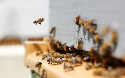Départ de la formation en apiculture 2026-2028
